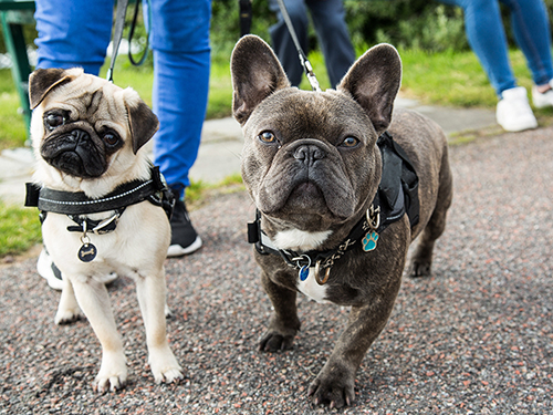 Walking dogs and making friends.>